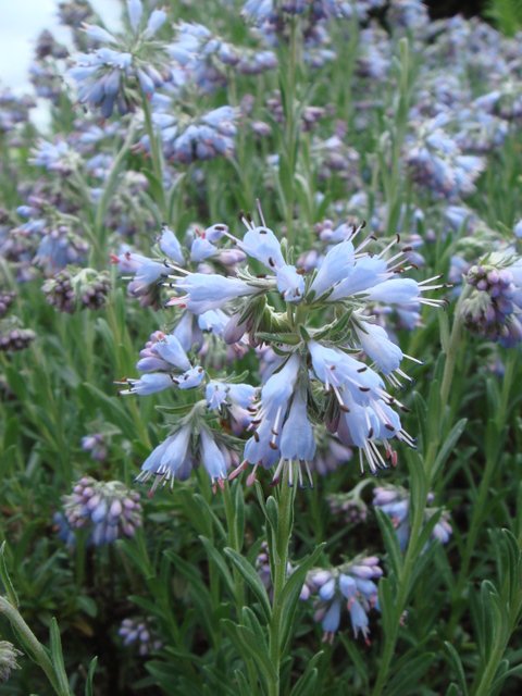 Moltkia petrae fleur